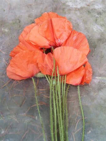 Souvenir